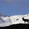 Red Deer (Cervus elaphus) stag silhouetted on ridge with snow-covered mountains in background. Northwest Highlands, Scotland.